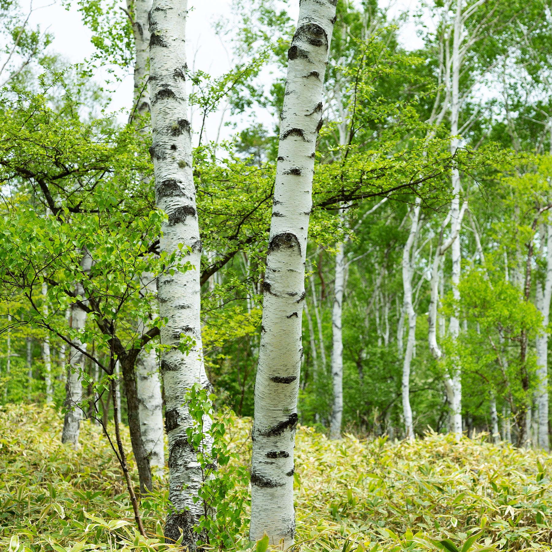 Vente Bouleau commun - Betula pendula