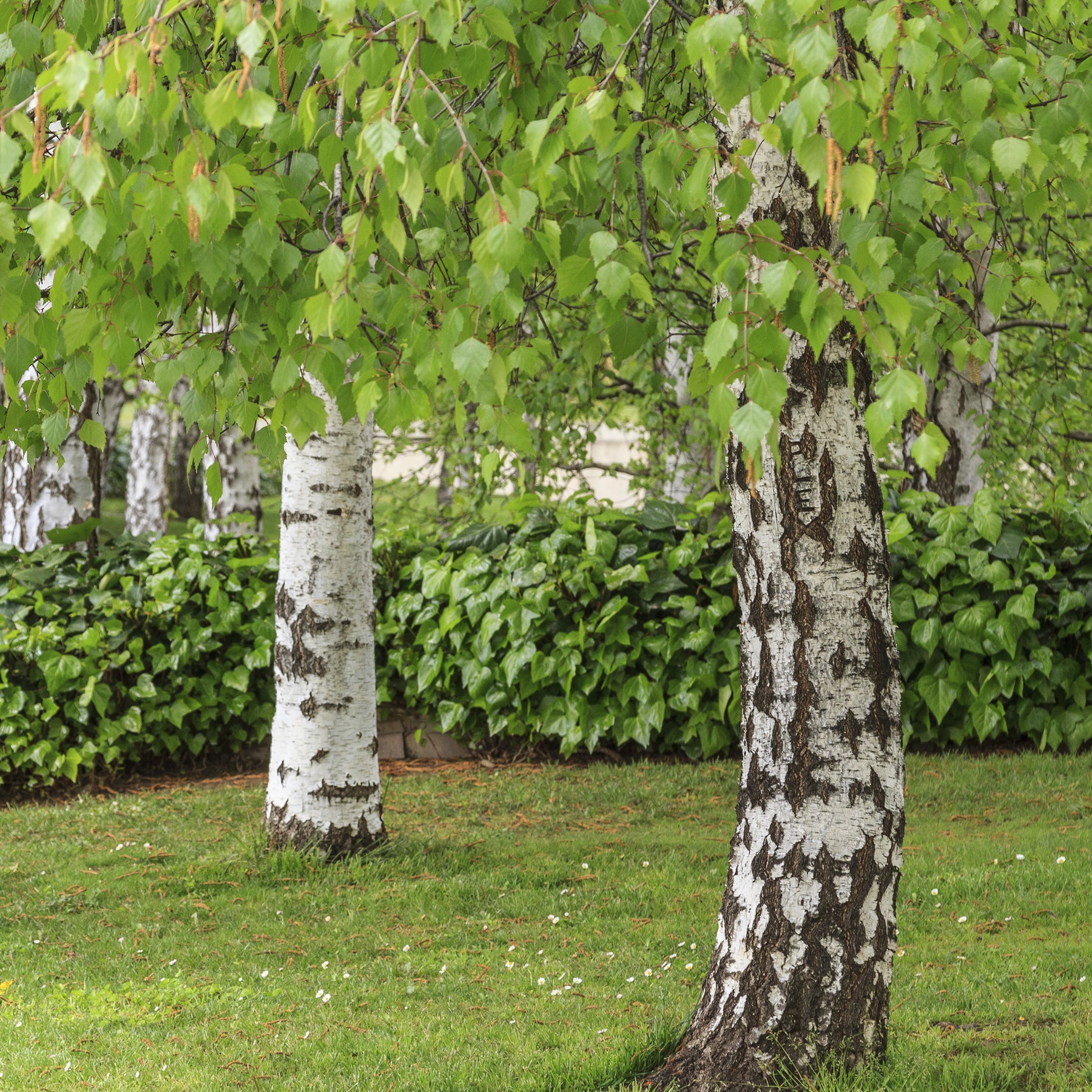 Betula pendula - Bouleau commun - Bouleau