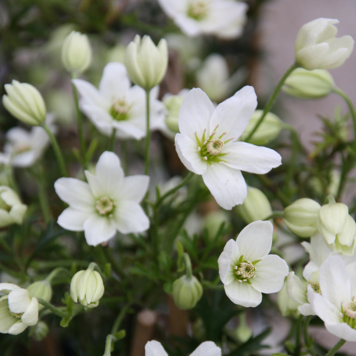 Clématite Early Sensation - Clematis Early Sensation - Willemse
