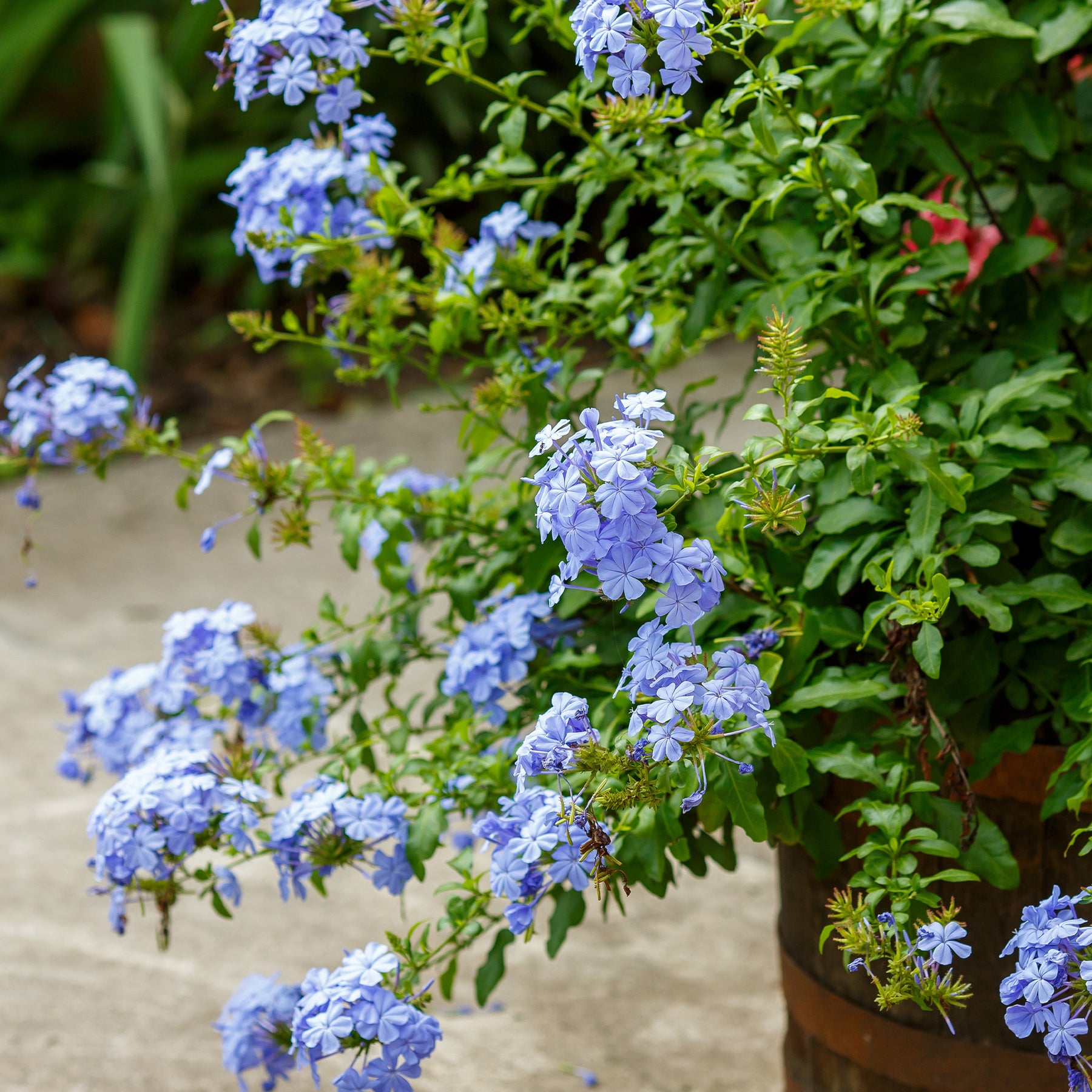 Plumbago - Willemse