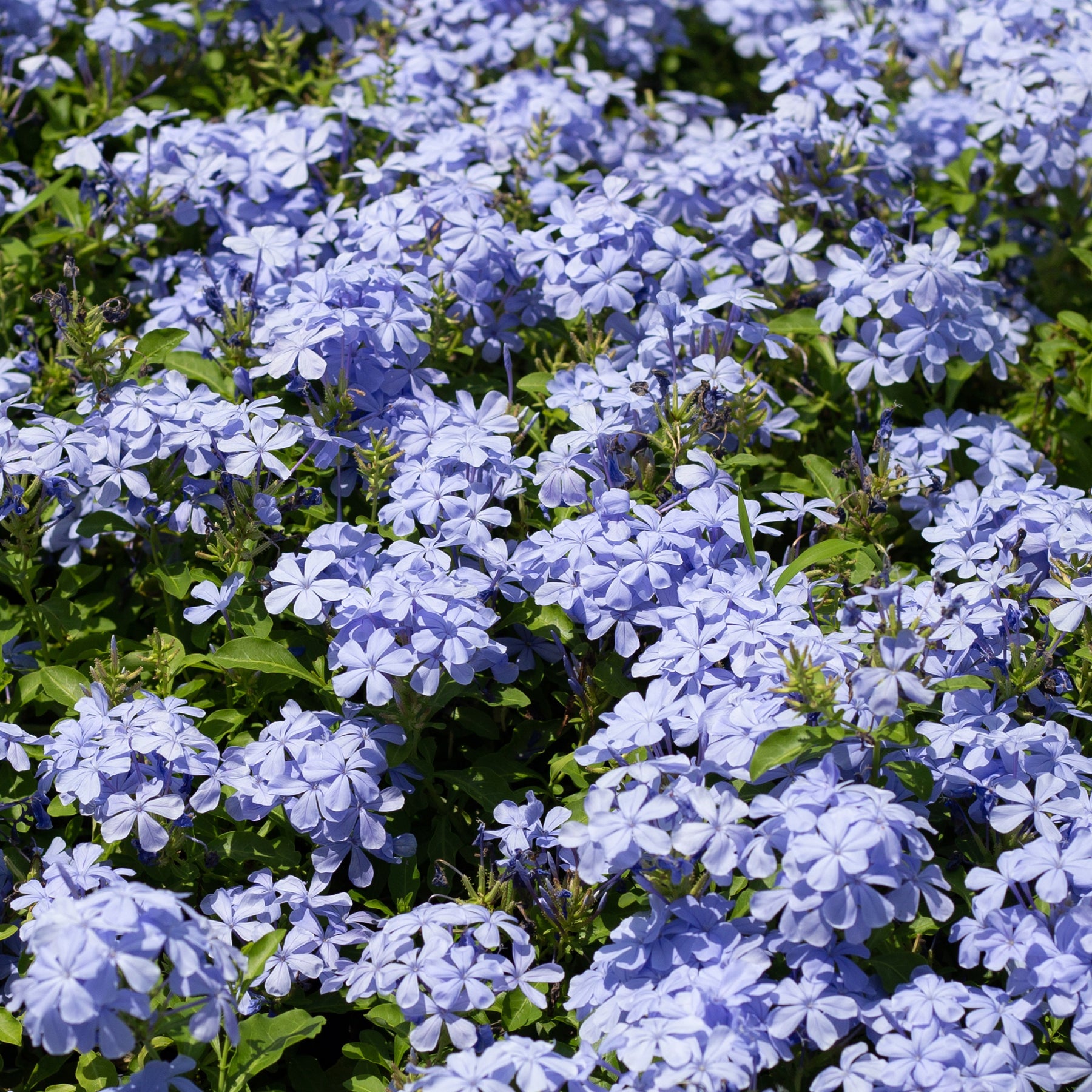 Vente Plumbago - Plumbago auriculata