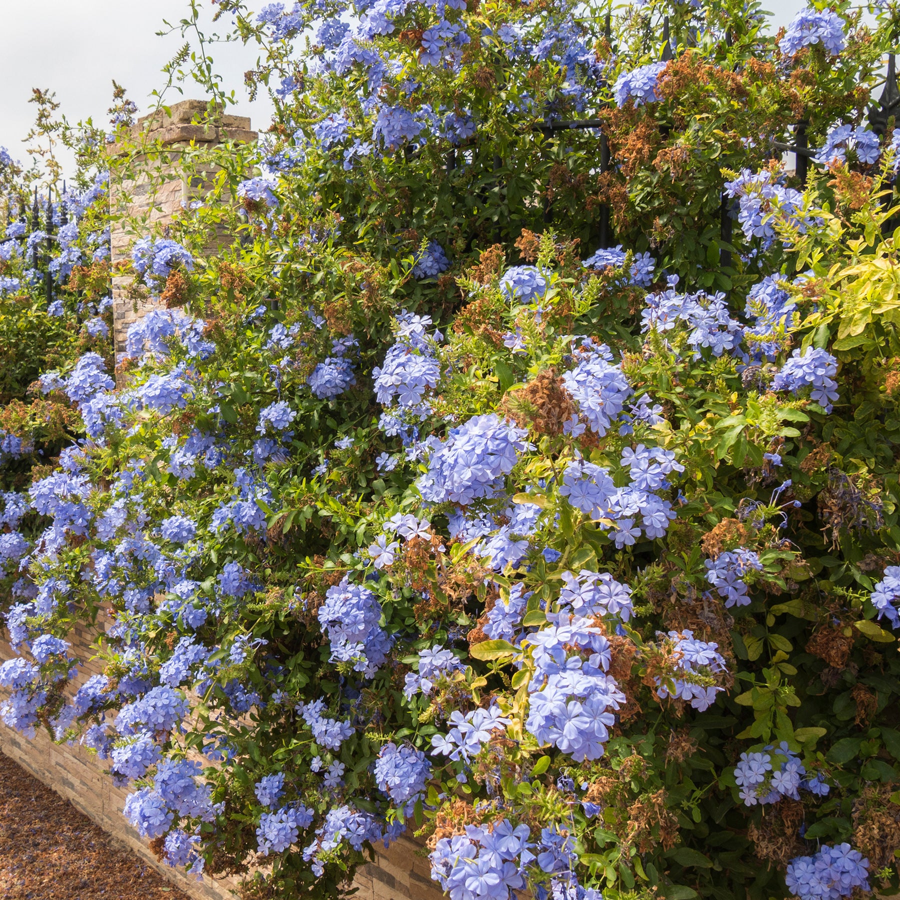 Plumbago auriculata - Plumbago - Grimpantes à fleurs