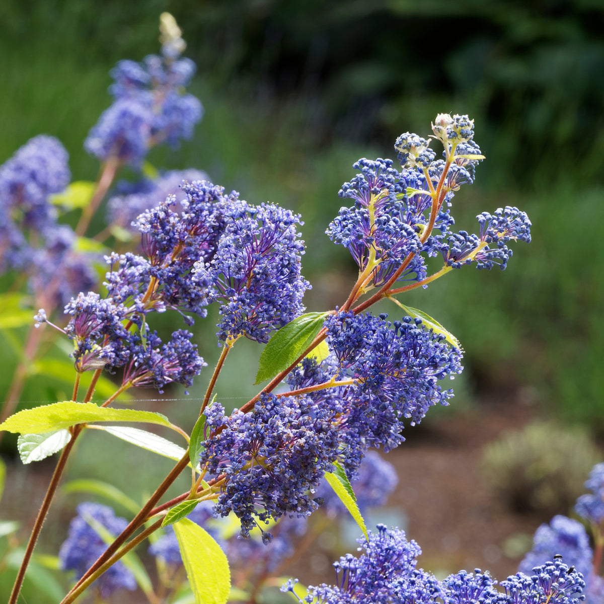 Céanothe Gloire de Versailles - Ceanothus delilianus gloire de versailles - Willemse
