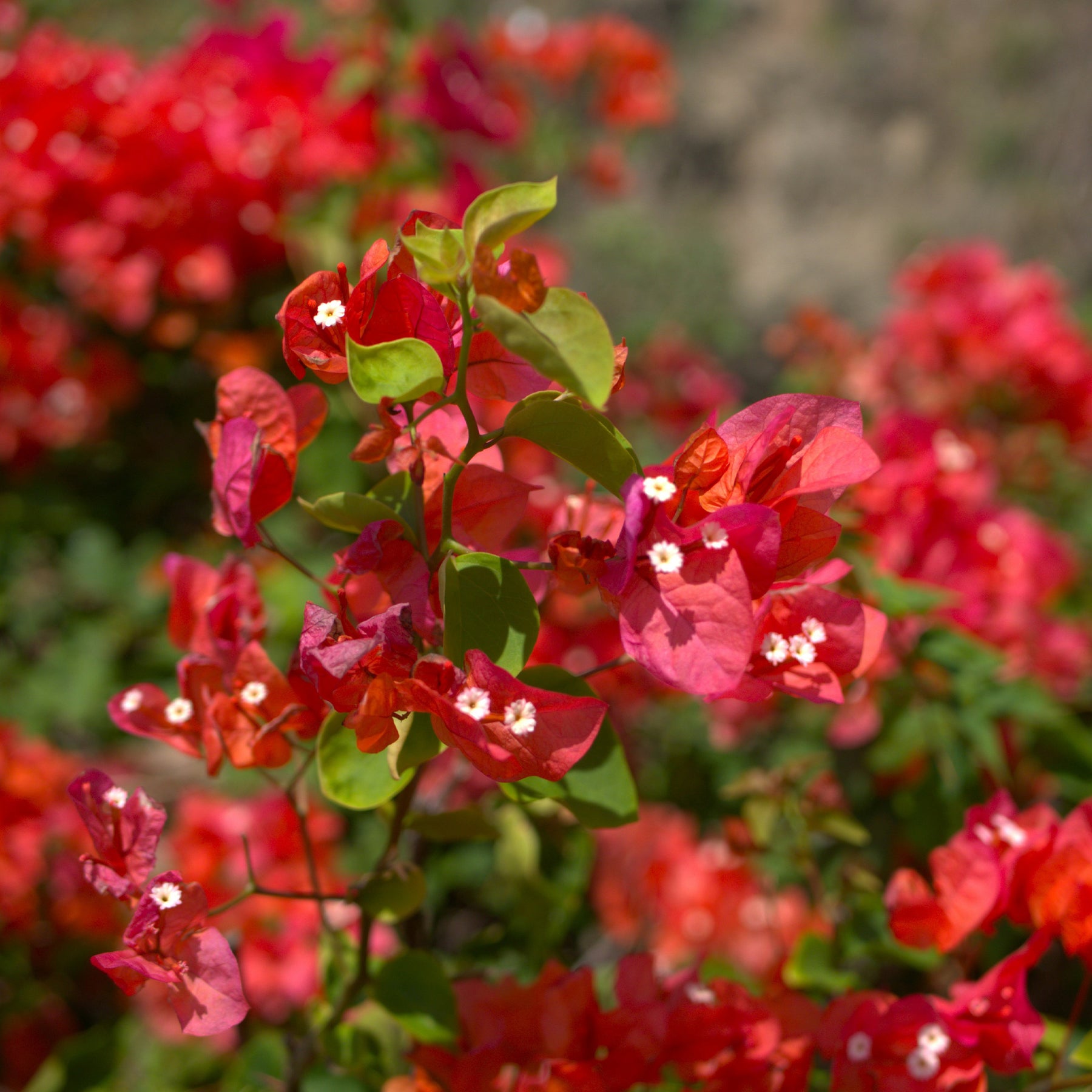 Bougainvilliers - Bougainvillier Rouge - Bougainvillea red