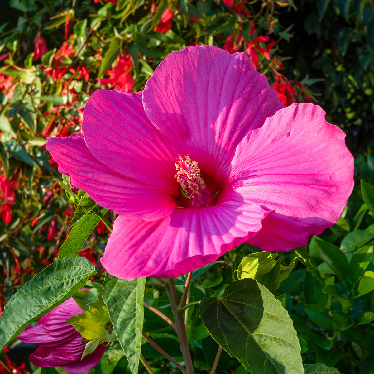 Hibiscus des marais Extreme Magenta ® - Hibiscus moscheutos 'extreme magenta'' - Willemse