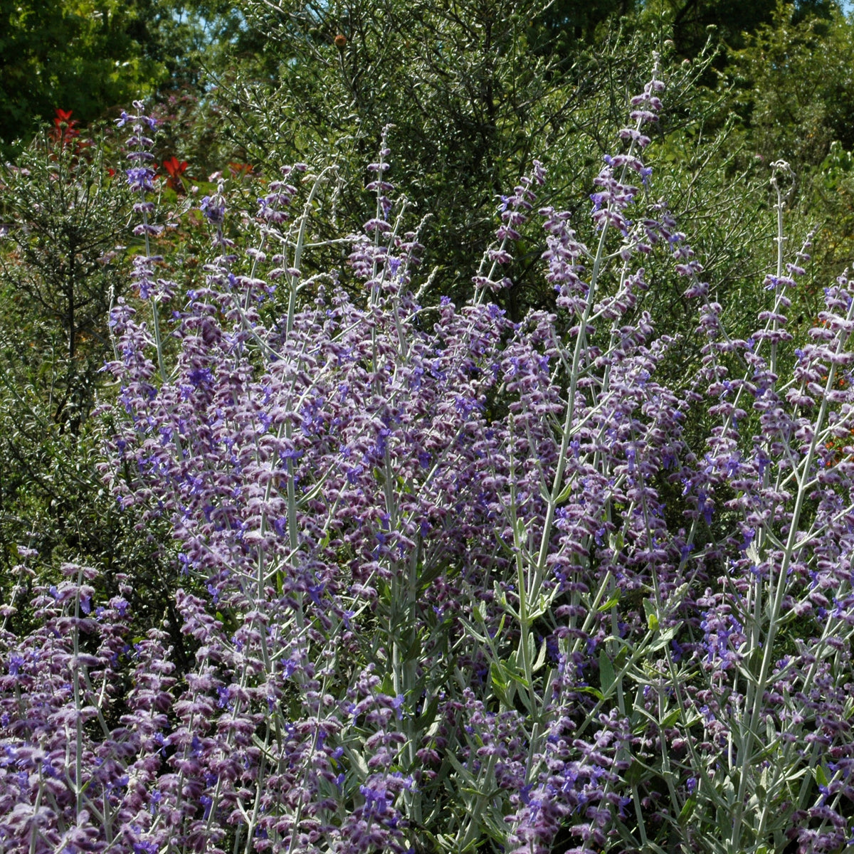 Perovskia Little Spire ® - Perovskia atriplicifolia Little Spire - Willemse