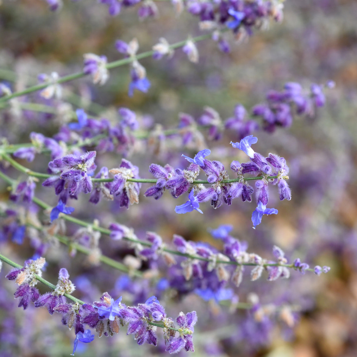 Perovskia Little Spire ® - Perovskia atriplicifolia 'little spire' - Willemse