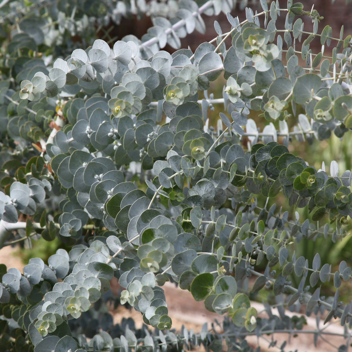 Eucalyptus Baby Blue - Eucalyptus pulverulenta Baby Blue - Willemse
