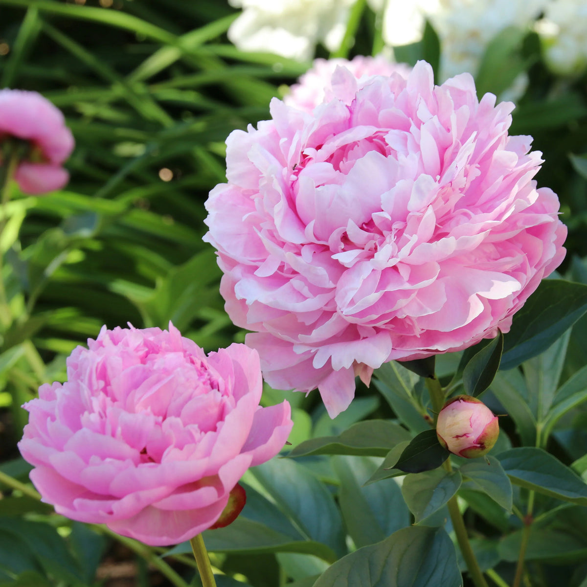 Trio de Pivoines rose et rouge - Paeonia lactiflora Sarah Bernhardt, Sorbet, Karl Rosenfield - Willemse