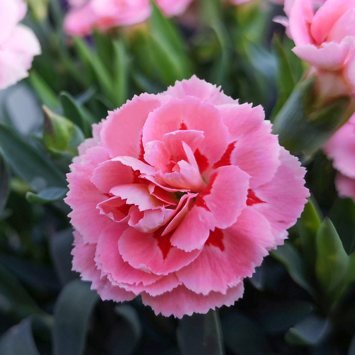 3 Œillets mignardise Doris - Dianthus plumarius 'doris' - Willemse