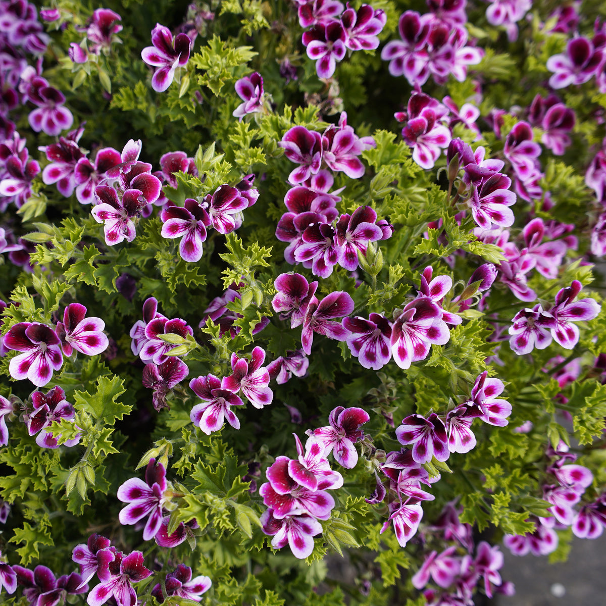 3 Pelargoniums odorants Mosquitaway Eva - Pelargonium 'mosquitaway eva' - Willemse