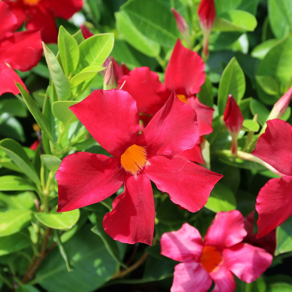 Jasmin du Brésil - Dipladenia pyramide rouge - Mandevilla - Plantes grimpantes