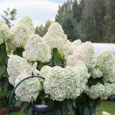 Hortensia paniculé Hercules - Willemse