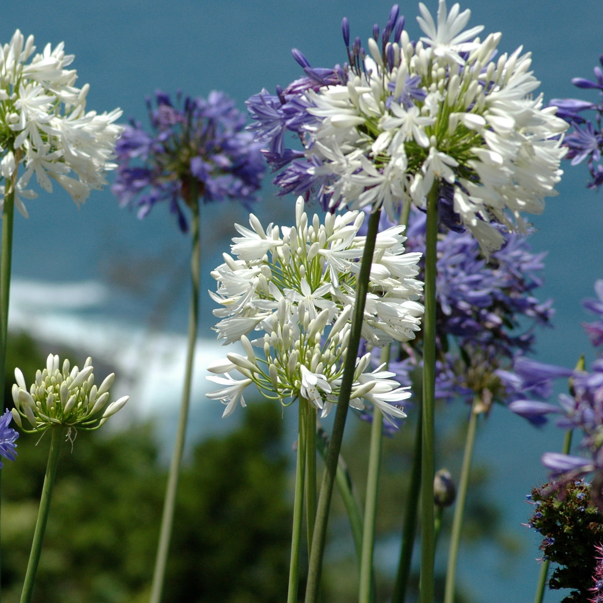 3 Agapanthes violettes et blanche en mélange - Agapanthus - Willemse