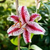 2 Lys Oriental Star Gazer - Willemse