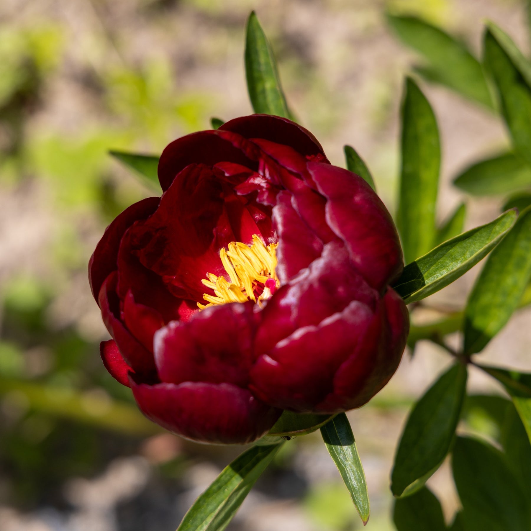 Pivoine Bella - Willemse