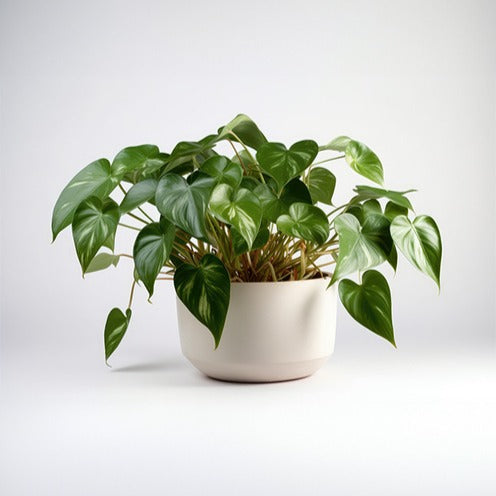 Philodendron scandens - Philodendron Monstera scandens - Plantes vertes