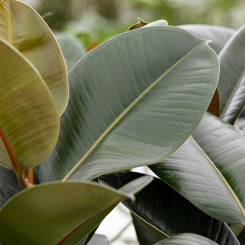 Plantes vertes - Caoutchouc Robusta - Ficus elastica Robusta