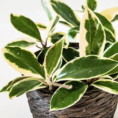 Plante de cire - Willemse