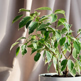 Ficus benjamina Twilight - Willemse