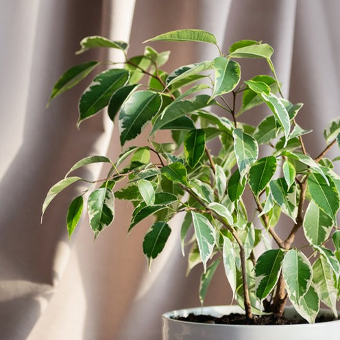 Ficus benjamina Twilight - Willemse