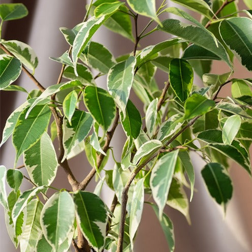 Ficus benjamina Twilight - Ficus benjamina Twilight - Willemse