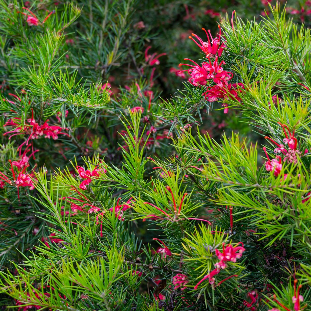 Grévilléa à feuilles de genévrier - Grevillea juniperina - Willemse