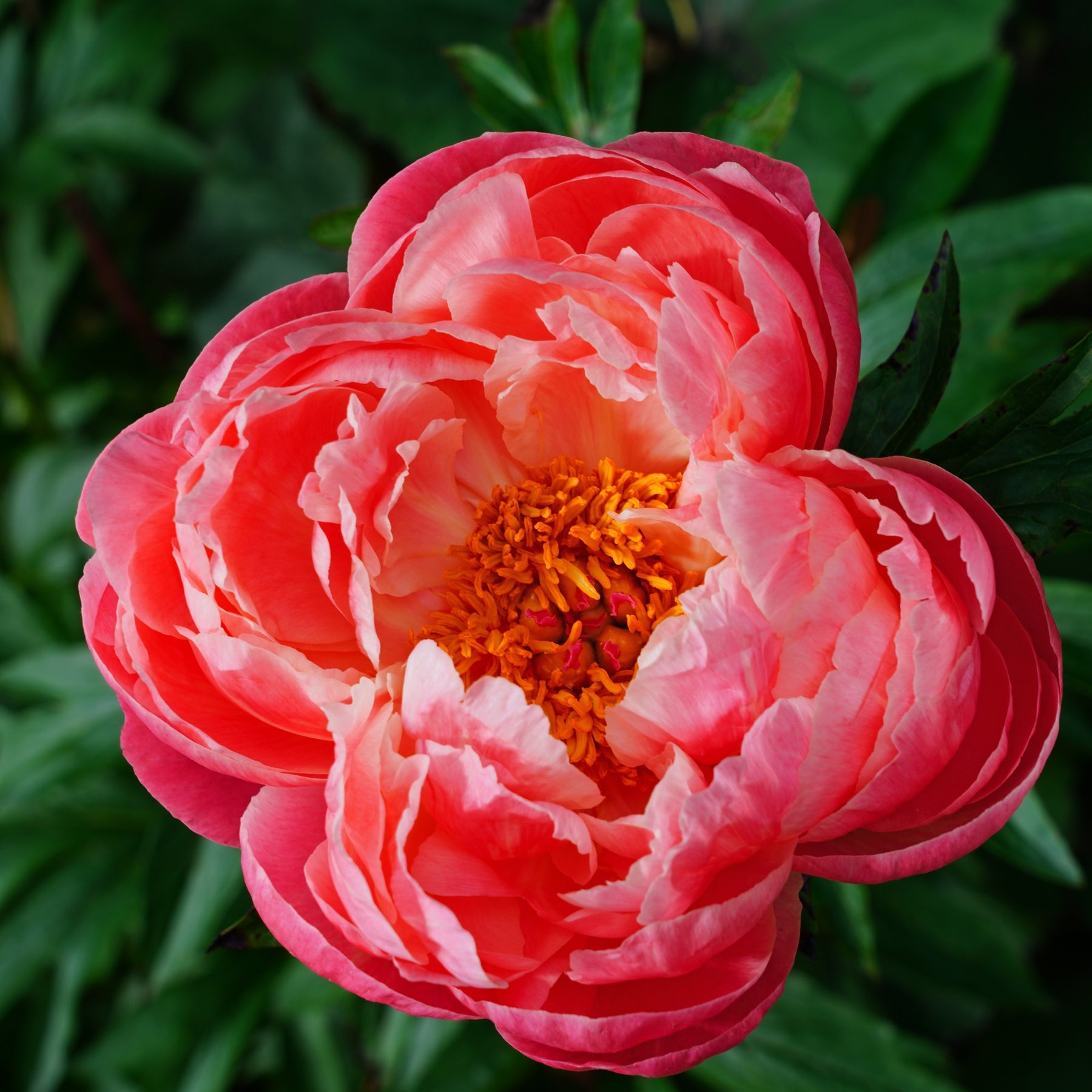 Pivoine Coral Charm - Paeonia lactiflora Coral Charm - Willemse
