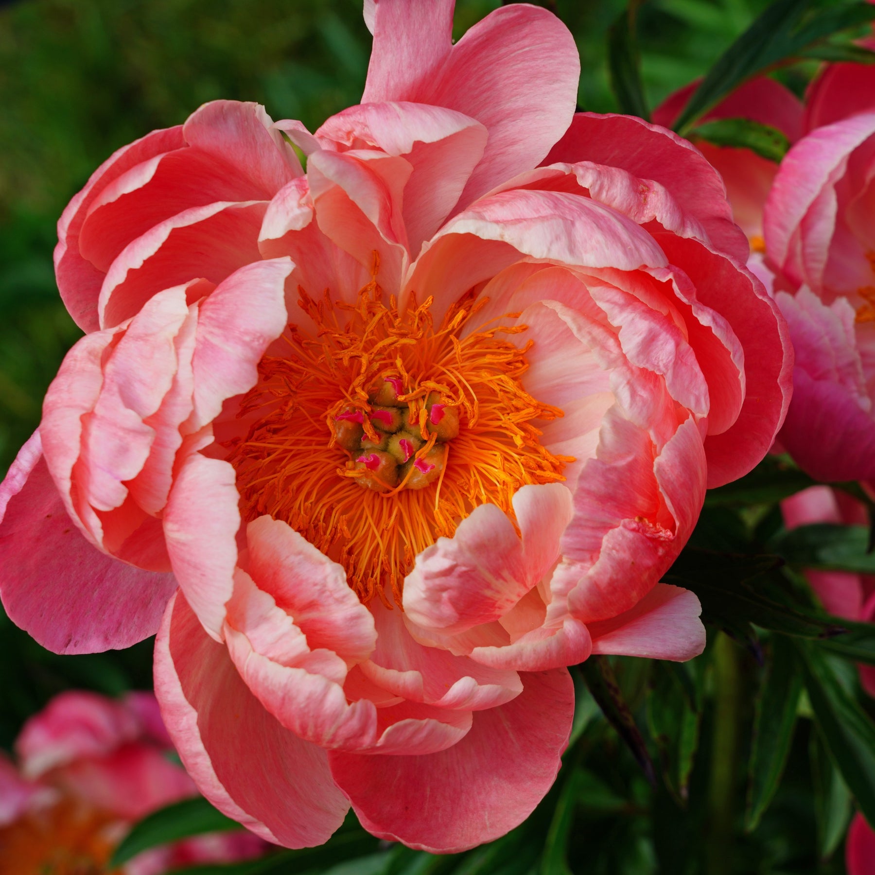 Paeonia lactiflora Coral Charm - Pivoine Coral Charm - Pivoines