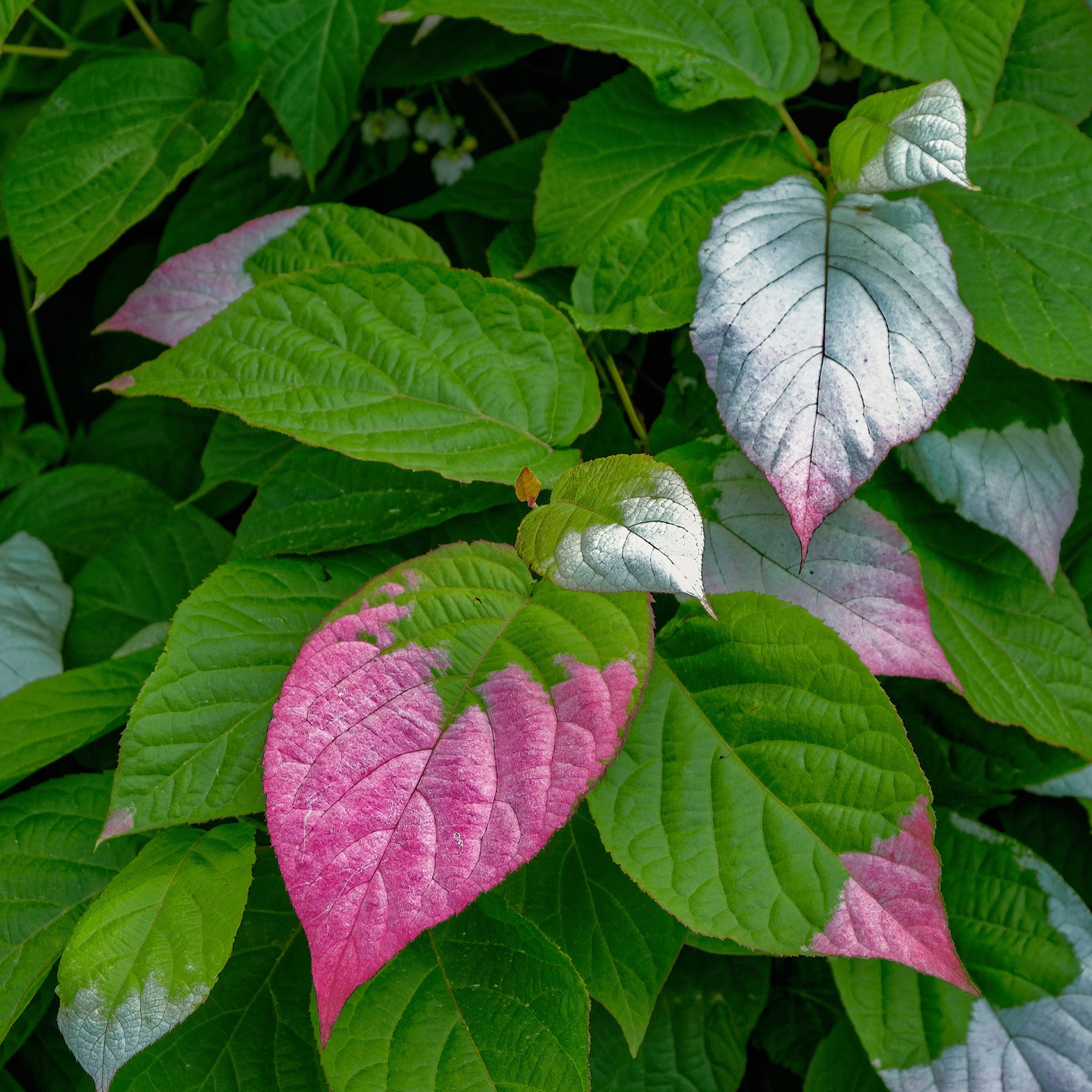 Actinidia kolomikta - Kiwi d'ornement panaché - Actinidia Kiwi