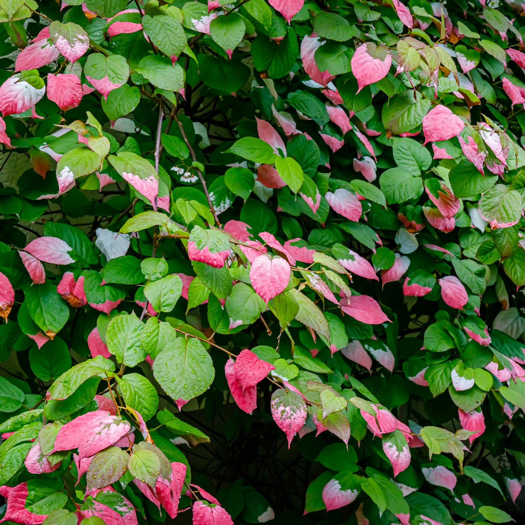 Actinidia Kiwi - Kiwi d'ornement panaché - Actinidia kolomikta