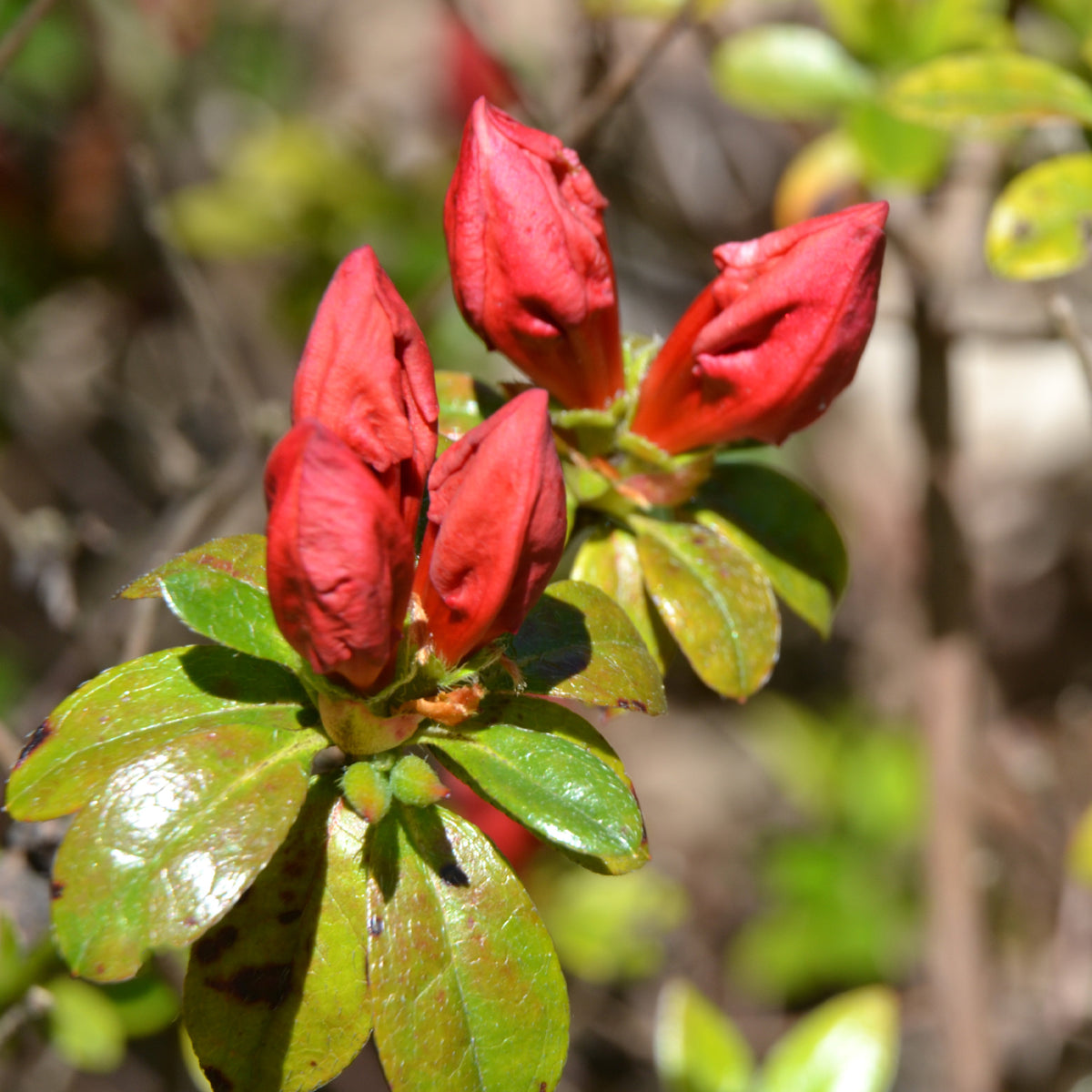 Azalée du Japon Orange Surprise - Azalea japonica Orange Surprise - Willemse