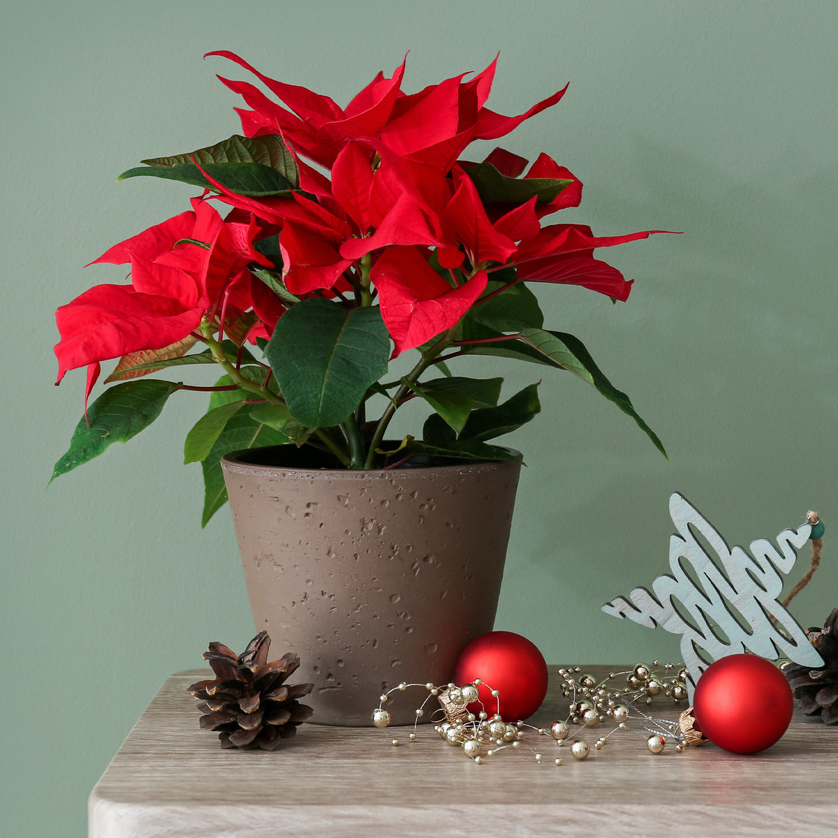 Poinsettia Rouge - Willemse