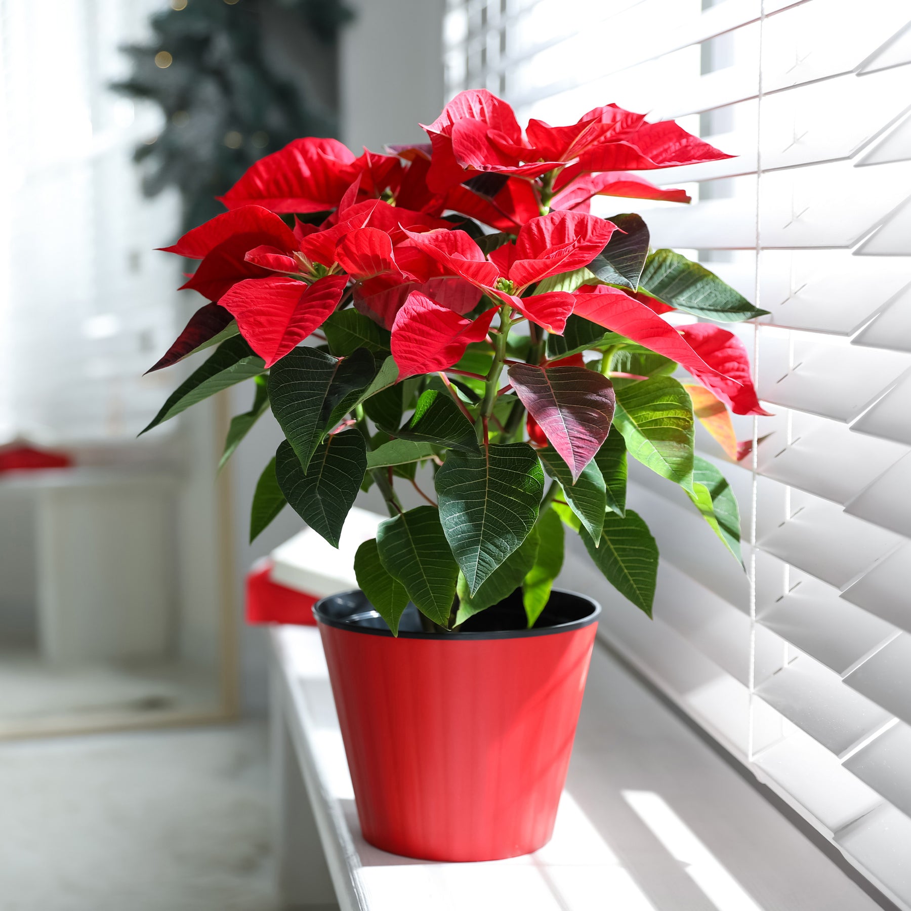 Plantes fleuries - Poinsettia Rouge - Poinsettia red