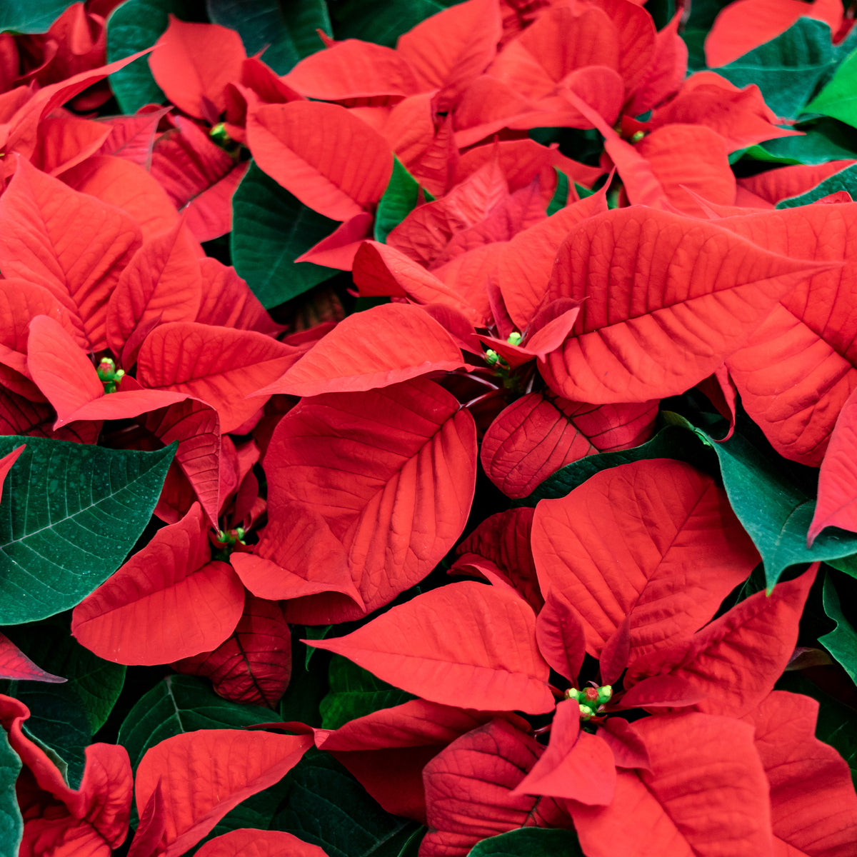 Poinsettia Rouge - Euphorbia pulcherrima red - Willemse