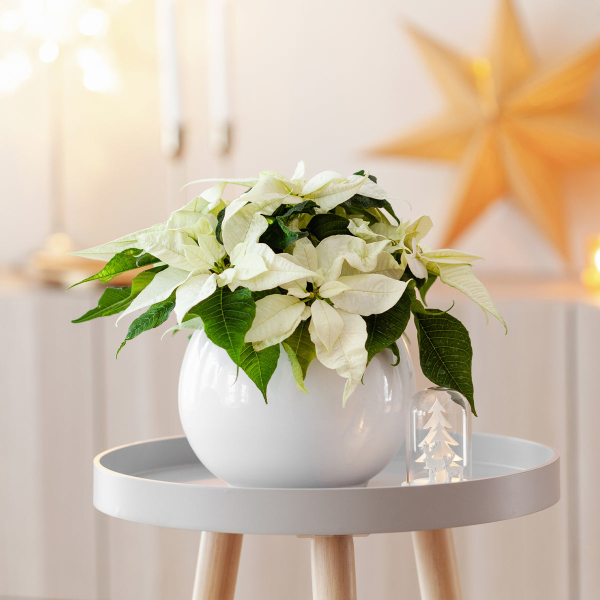 Poinsettia BLANC - Willemse