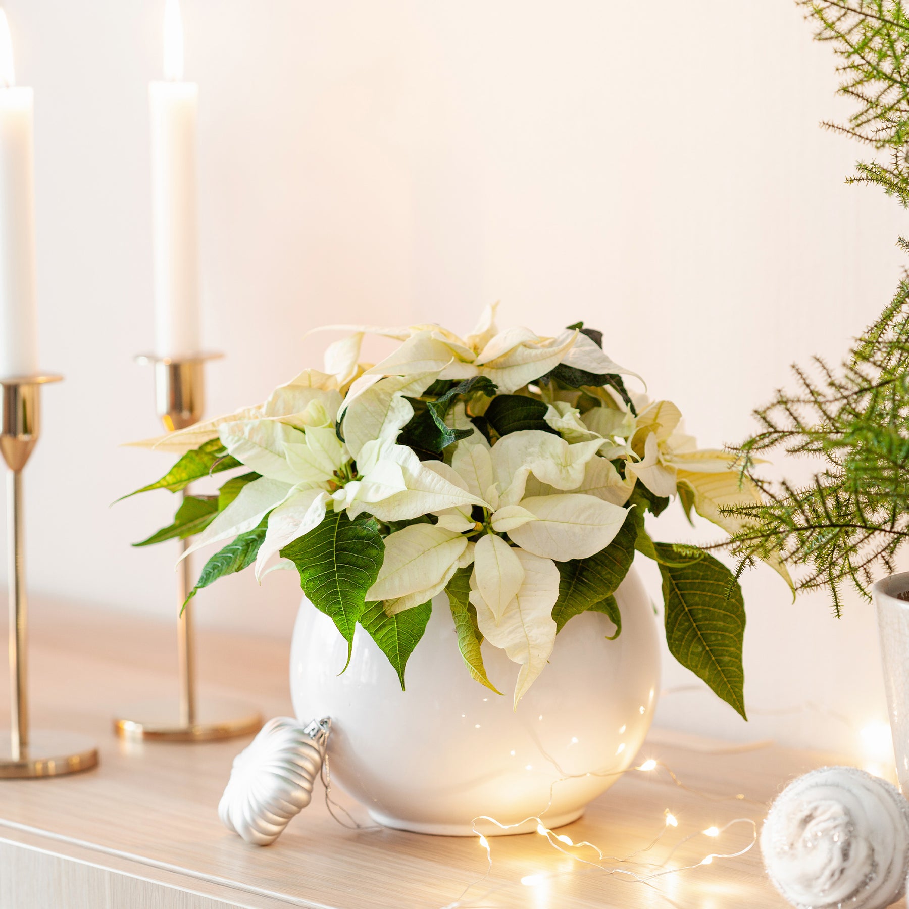 Poinsettia Blanc - Poinsettia BLANC - Plantes fleuries