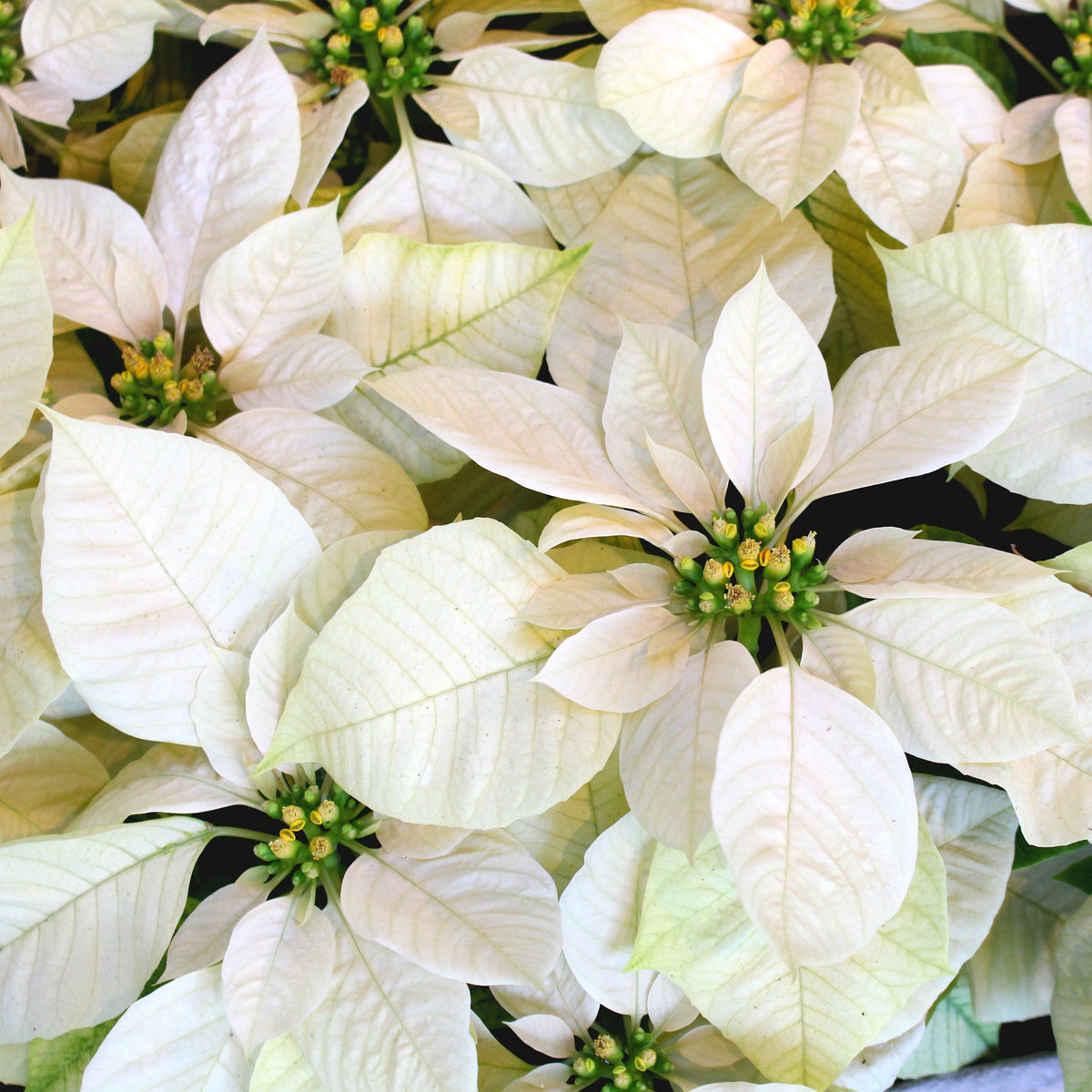 Poinsettia BLANC - Poinsettia Blanc - Willemse