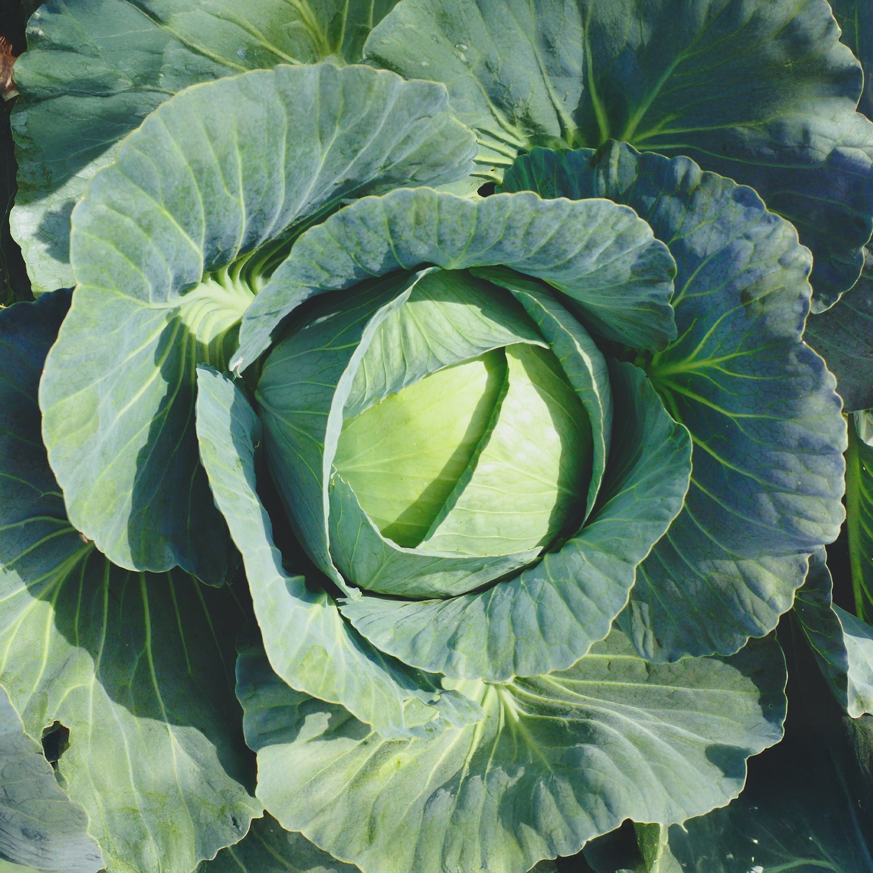 Brassica oleracea capitata vestri f1 - Chou cabus Vestri F1 - Choux pommés cabus