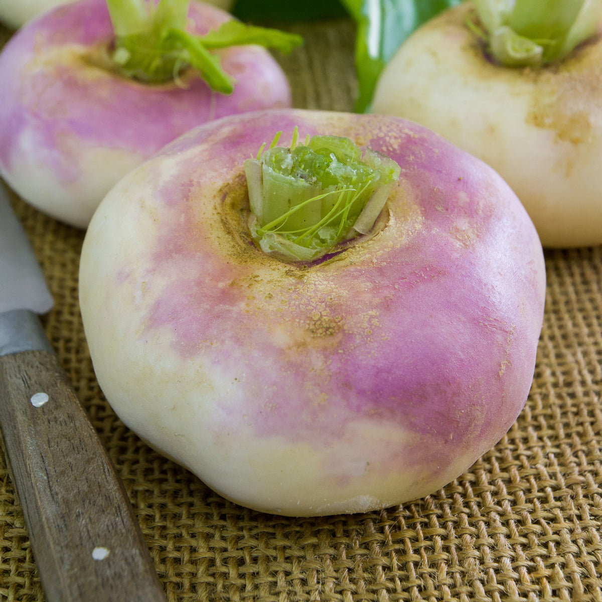 Navet De Milan à collet rose - Brassica rapa de milan à collet rose - Willemse