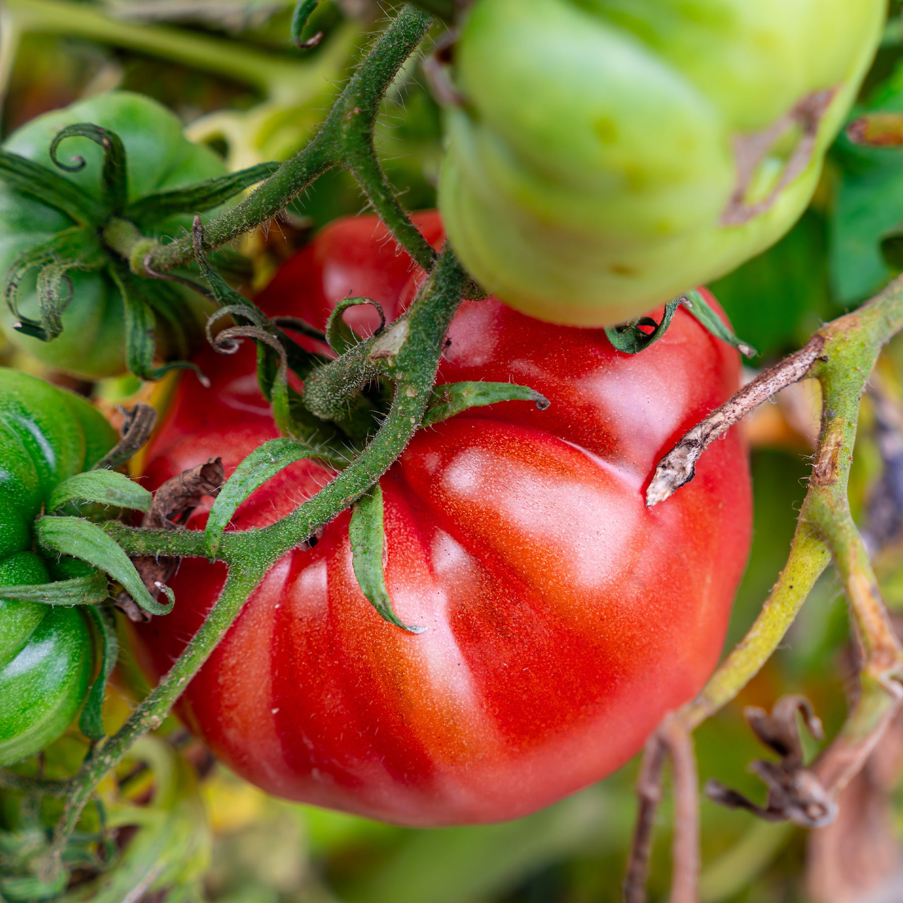 Tomate Brandywine - Willemse