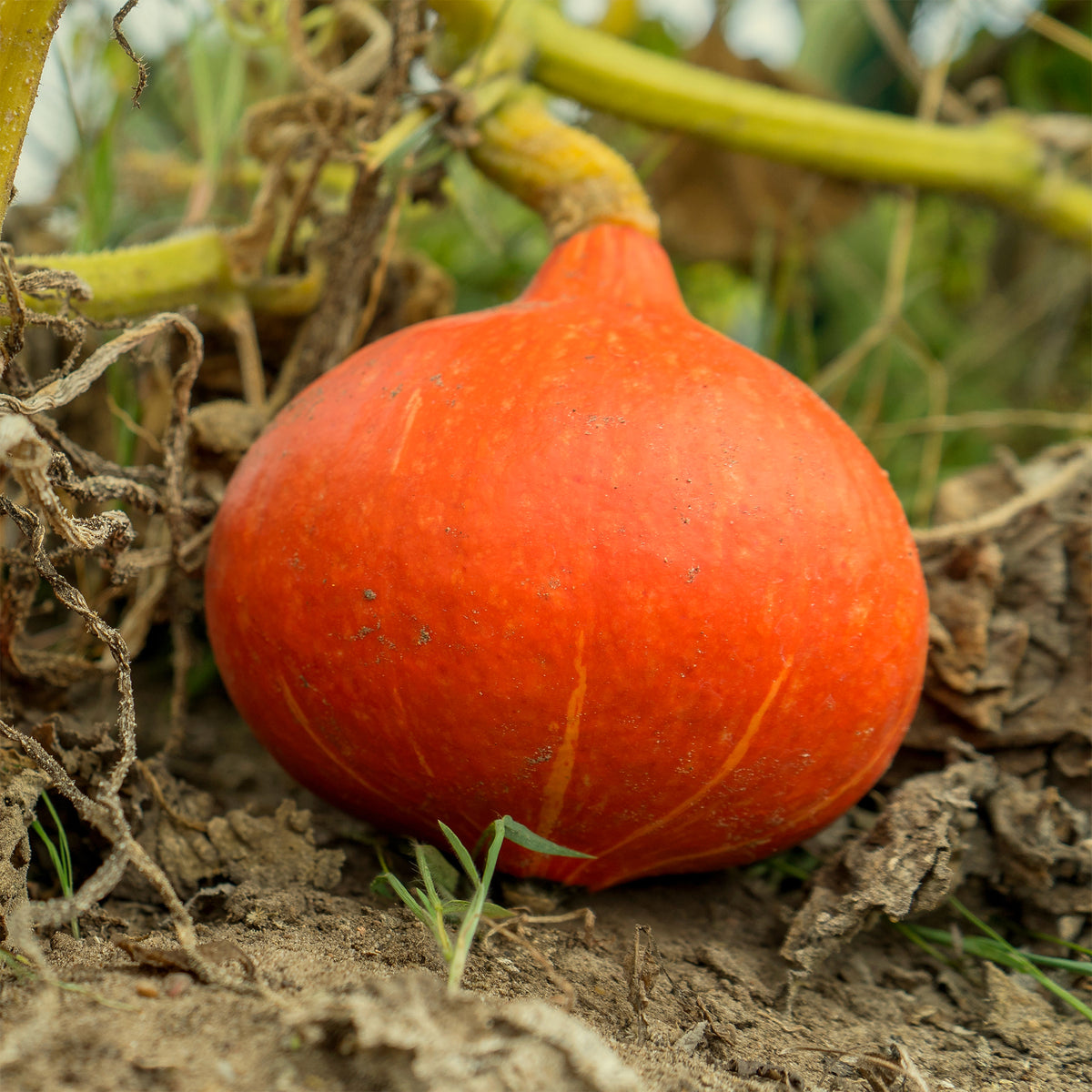 Potiron Potimarron - Cucurbita maxima Potimarron - Willemse