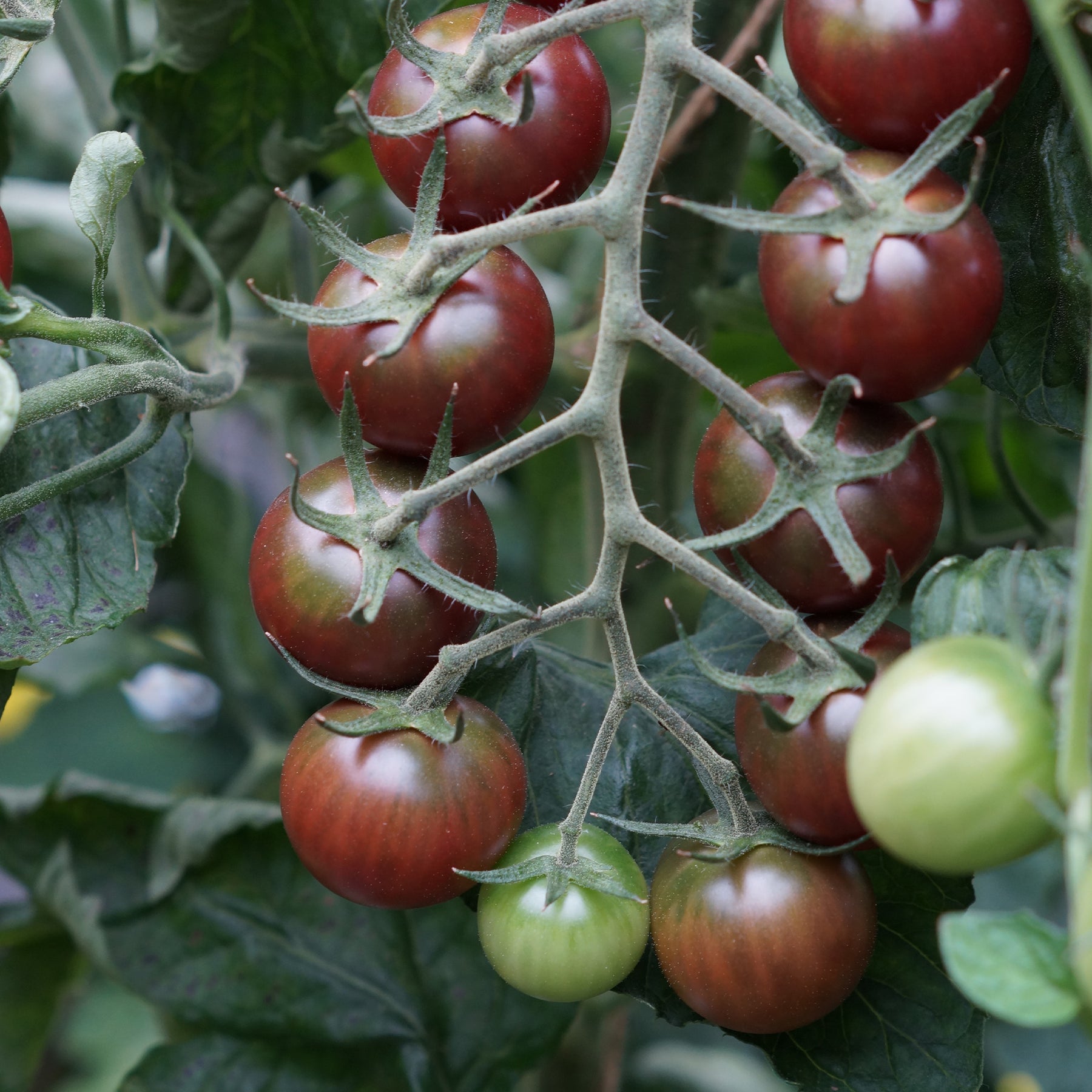 Vente Tomate cerise Sweet baby - Solanum lycopersicum sweet baby