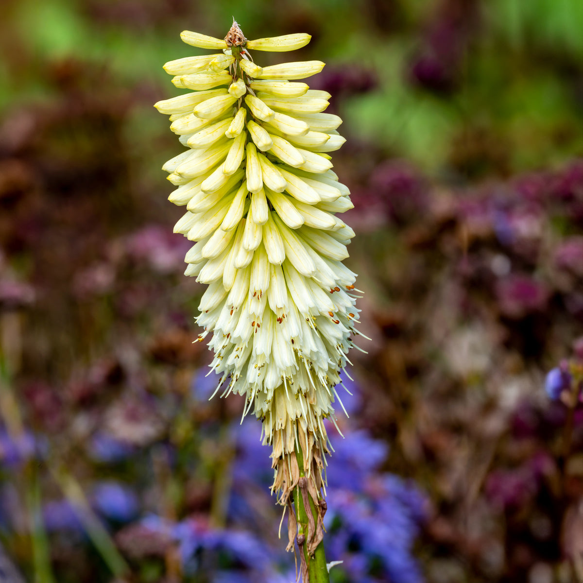 Tritoma Ice Queen - Kniphofia Ice Queen - Willemse