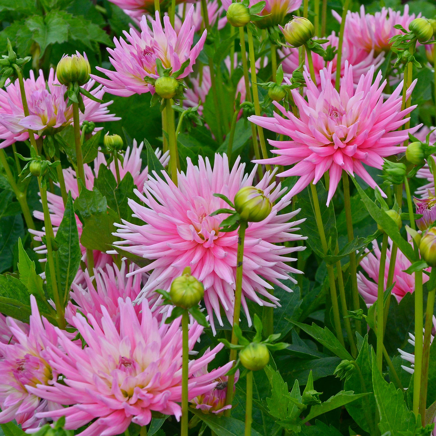 Dahlia - 3 Dahlias cactus nain Park Princess - Dahlia Park Princess