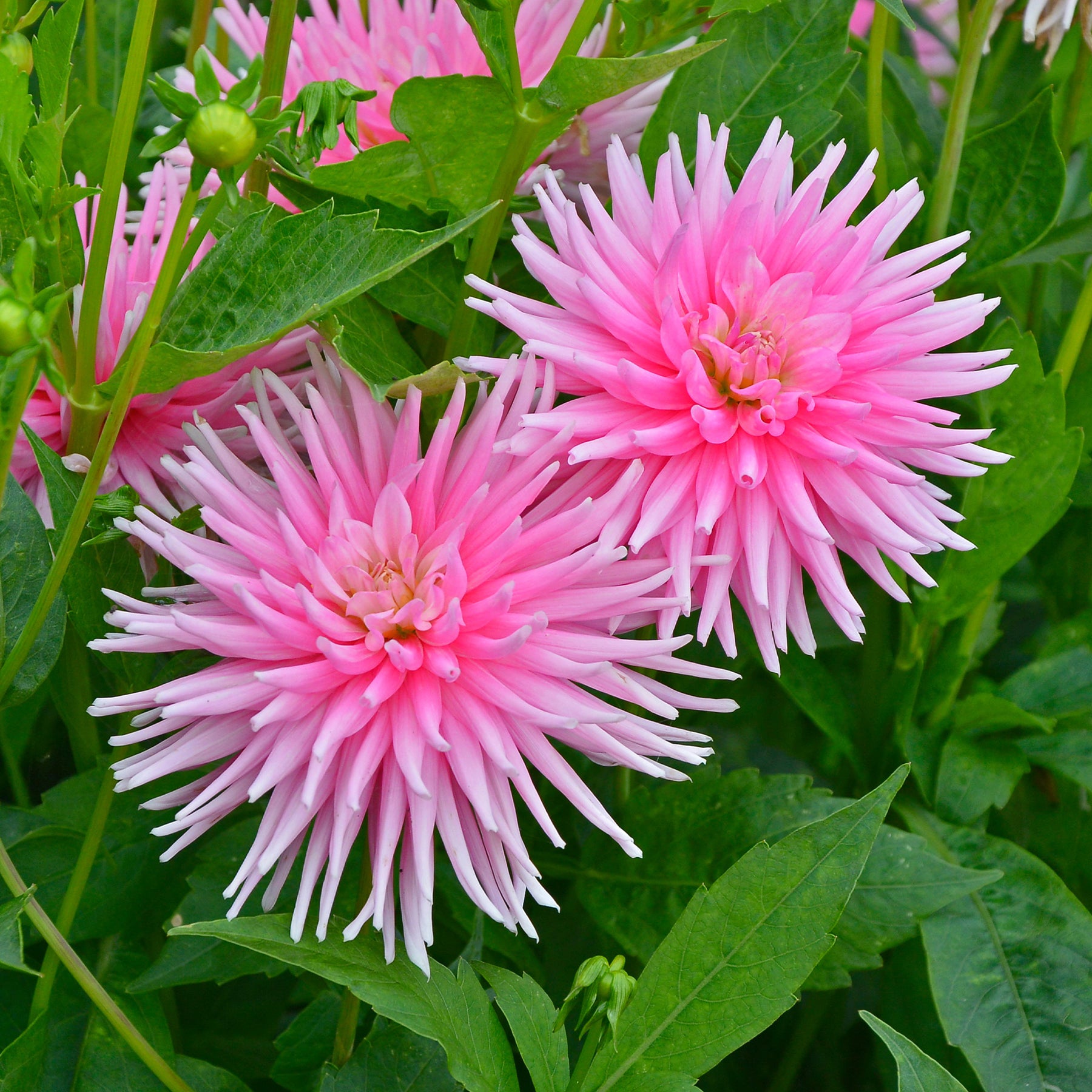 3 Dahlias cactus nain Park Princess - Willemse