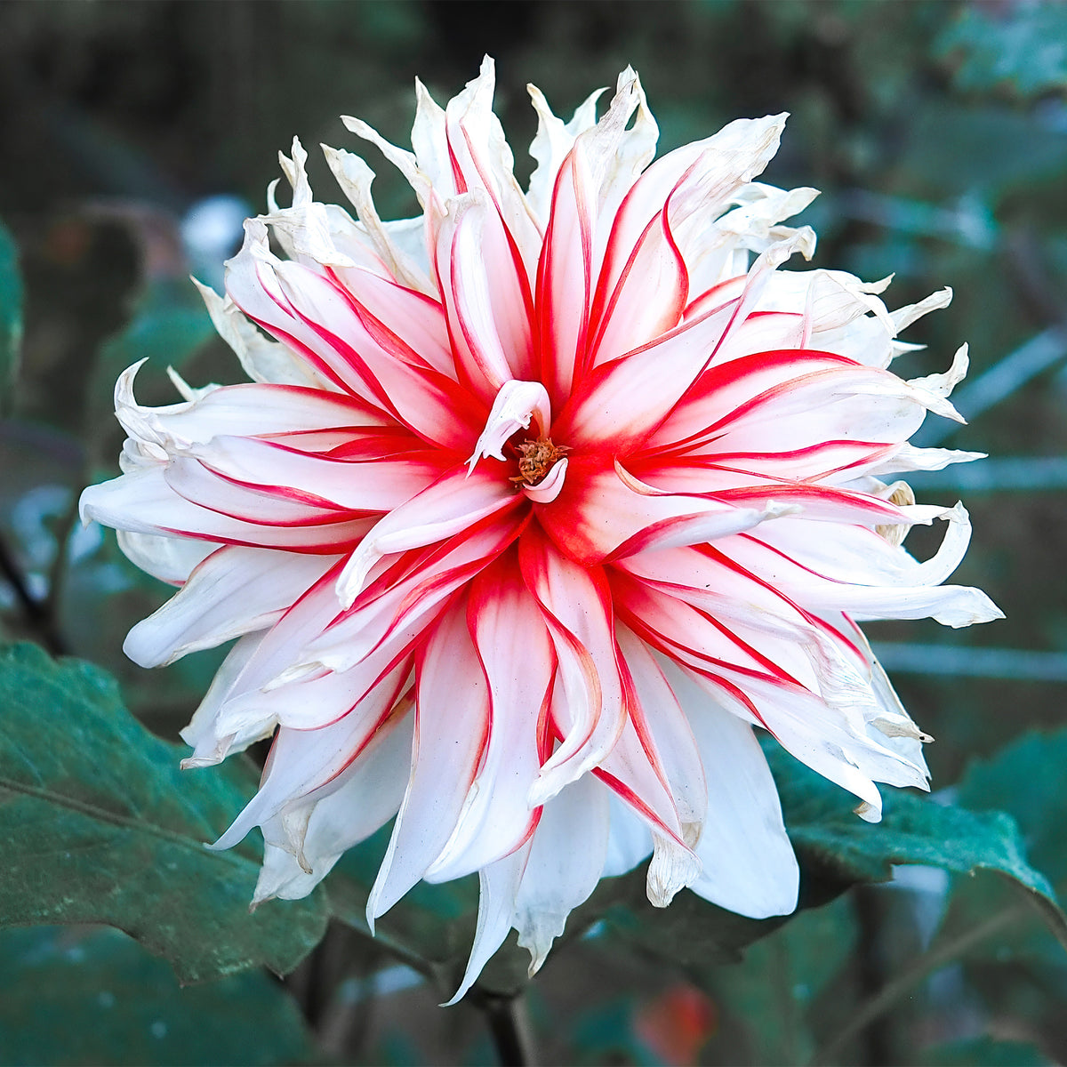 3 Dahlias décoratifs Santa Claus - Dahlia santa claus - Willemse