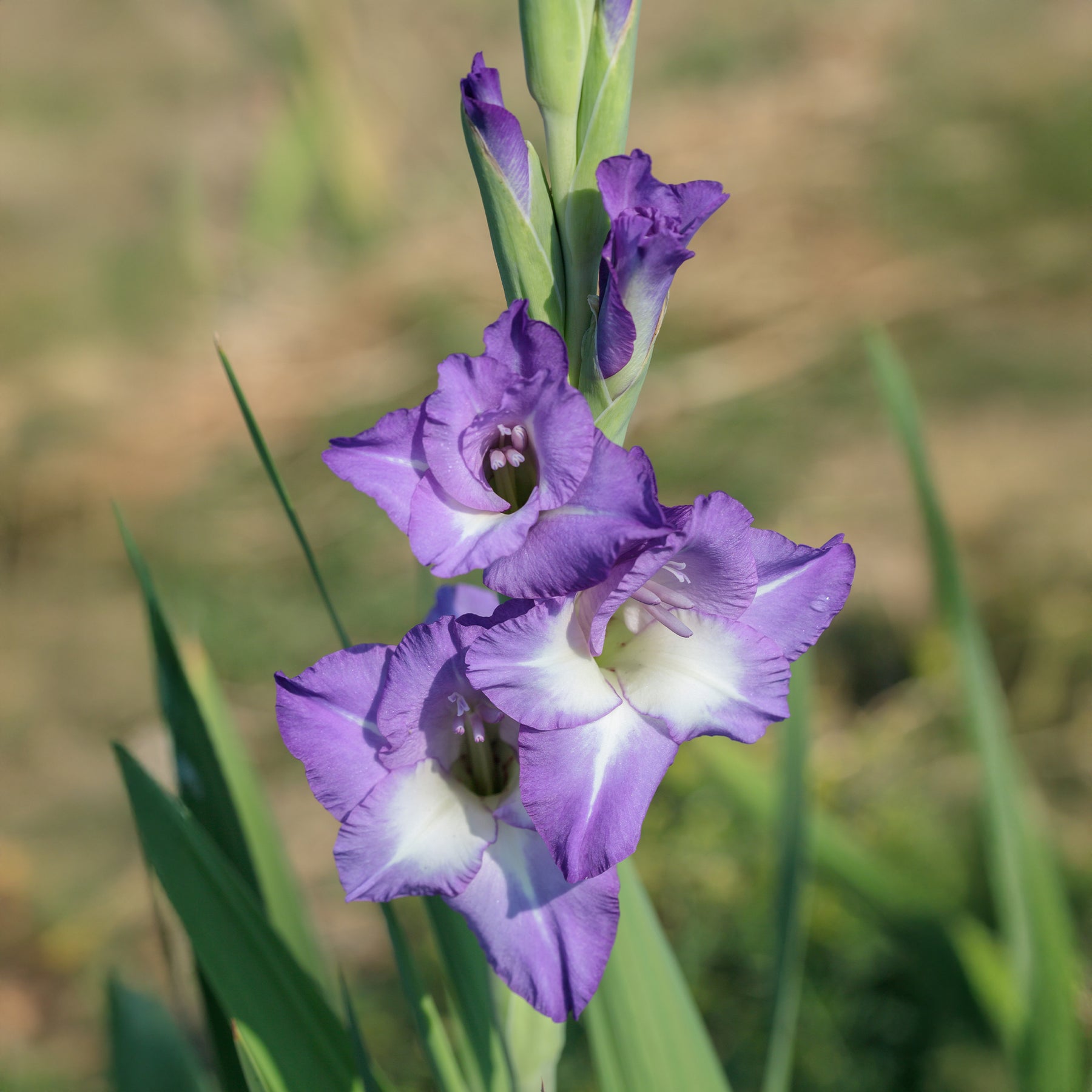 25 Glaïeuls Nori - Gladiolus nori - Willemse