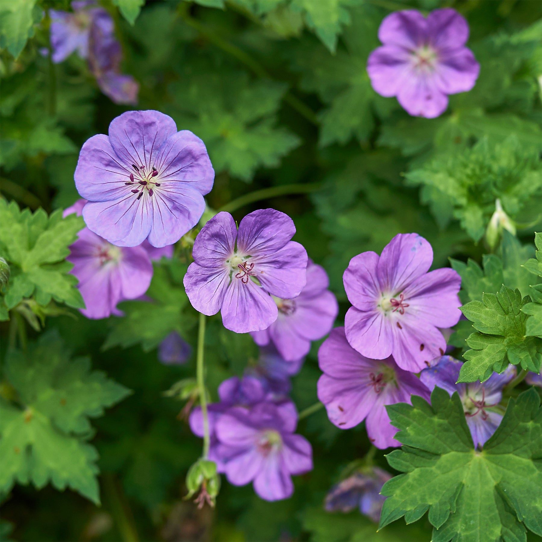 Géraniums vivaces - Géranium vivace bleu de l'Himalaya - Geranium himalayense