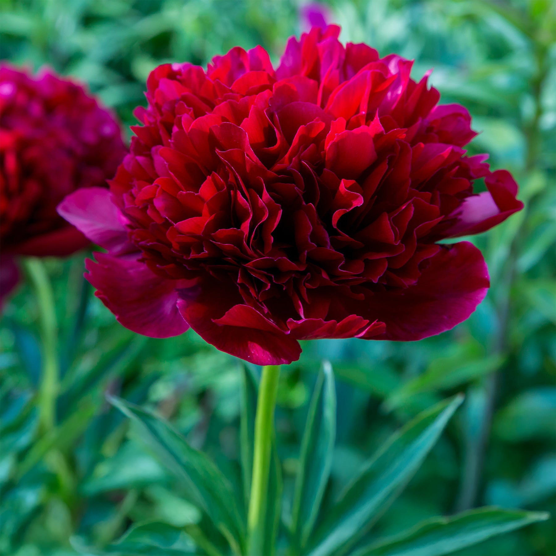 Paeonia lactiflora x Red Charm - Pivoine Red Charm - Pivoines